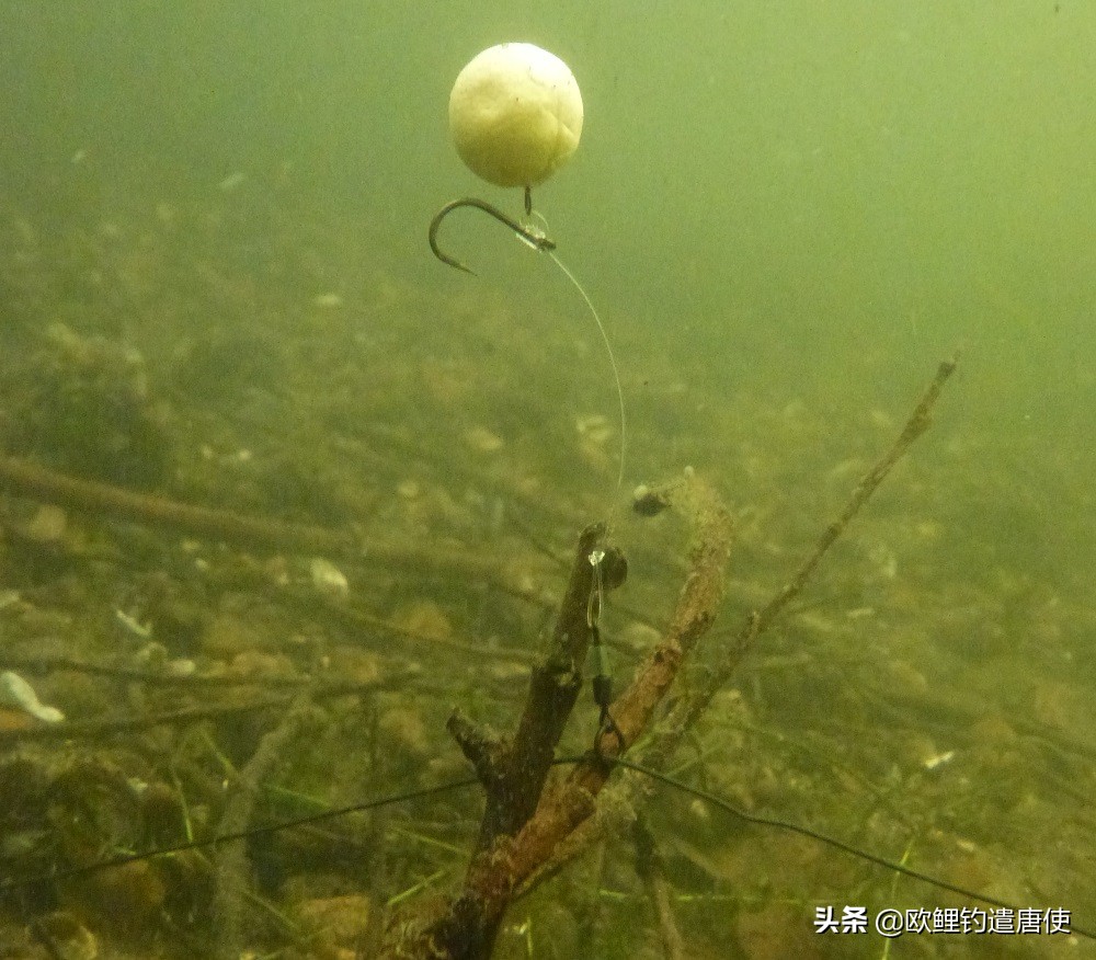 欧鲤钓钓组篇,欧鲤钓组和飞德钓组