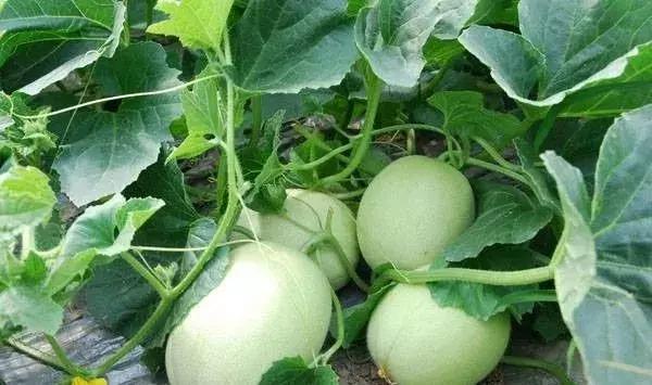 怎样种植香瓜产量高,香瓜种植管理技术与方法
