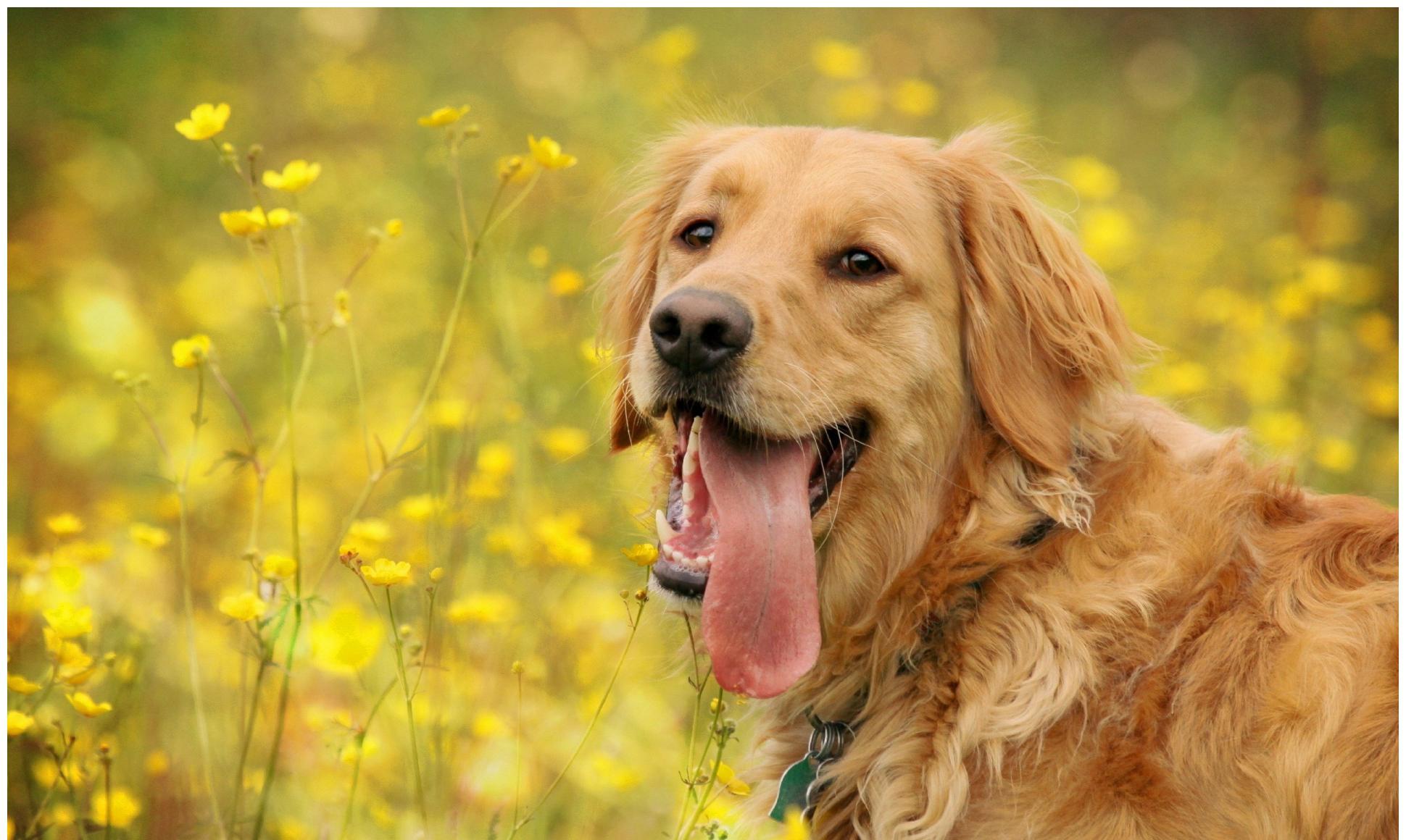 狗狗没了一只眼睛,狗狗只有一个睾丸正常吗