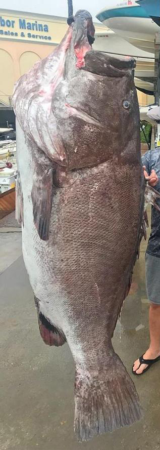 潜水赶海捉到超大石斑鱼,赶海抓到的最大石斑鱼