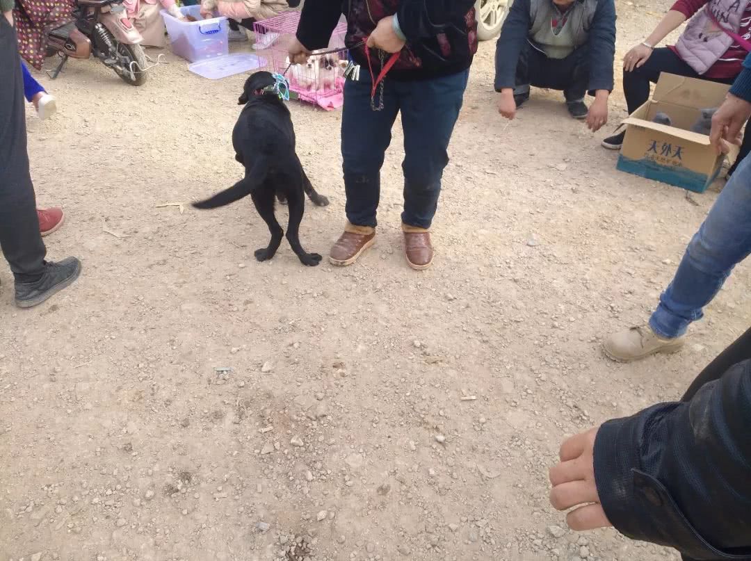 出售拉布拉多幼犬50元一只,黑色拉布拉多幼犬200元出售同城