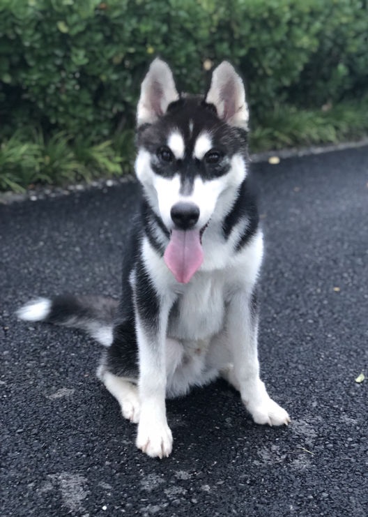 区分阿拉斯加和哈士奇，你只有掌握这些要点，并不难