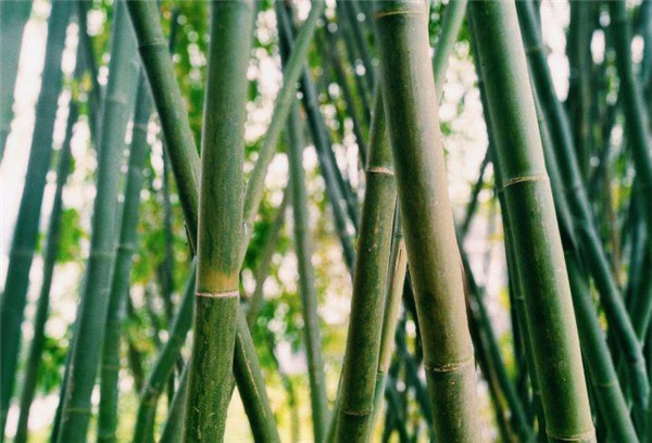 手机拍照很方便为什么要买相机,为什么新手不建议买太贵的相机