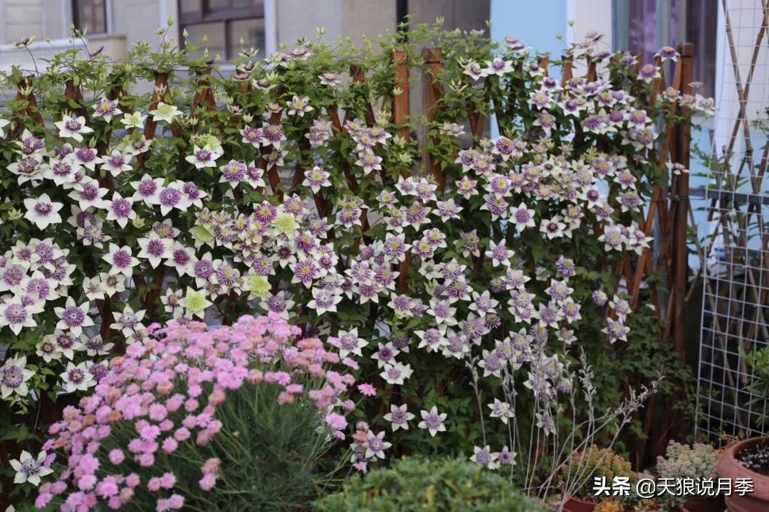 别人做梦都想要的花墙，他早就用铁线莲实现了