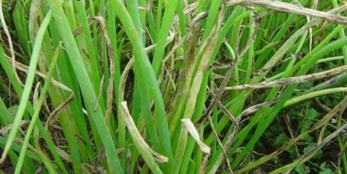 大葱黄叶干尖掐掉可以吗,大葱黄叶干尖打什么药