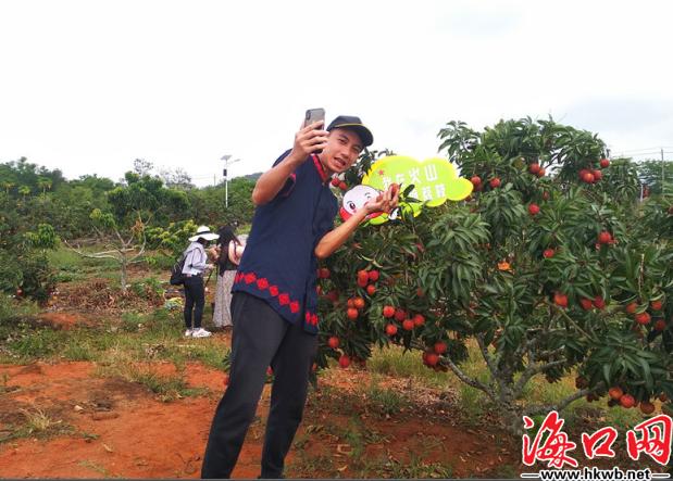 海南秀英火山荔枝节,海口市荔枝采摘园