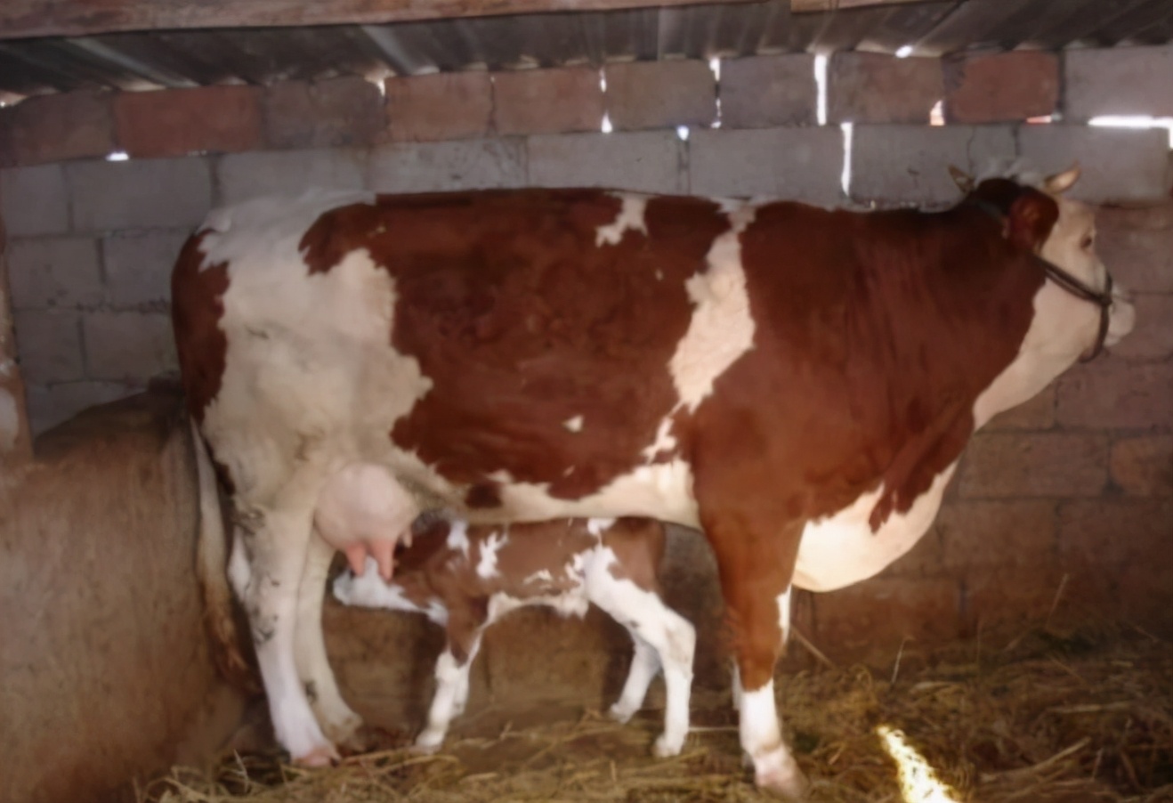 母牛三个月流产后母牛有什么反应,母牛流产后怎么护理