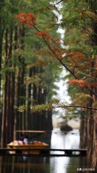 2018年冬天扬州赏花攻略,扬州11月秋景打卡地