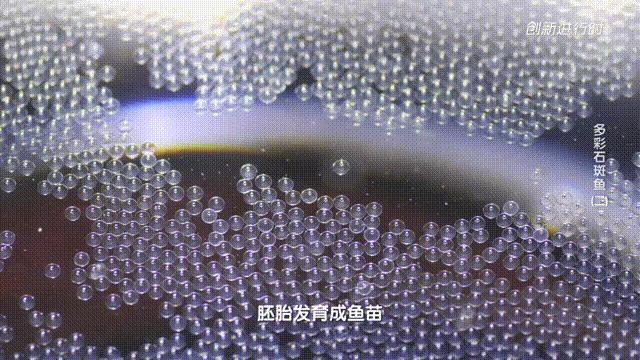 一条石斑鱼,一条石斑鱼一碗白饭