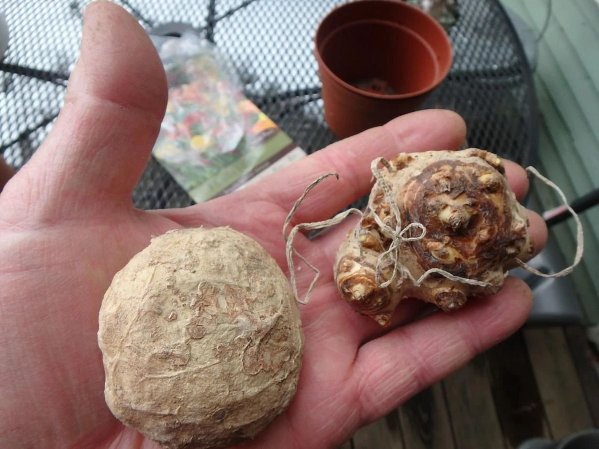 马蹄莲种球养护全过程,马蹄莲的栽种方法