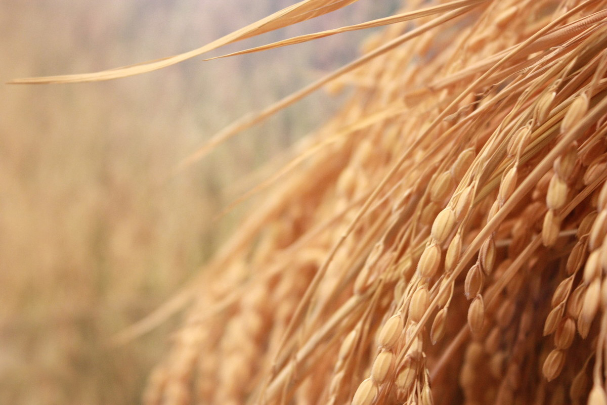 吉林出大米的县,吉林省比较有名的大米