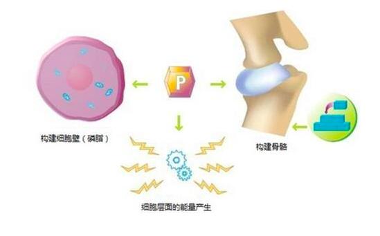 他囤积大量尿液，想要提取黄金，却意外发现这种元素，改变了世界
