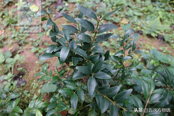 市面上的小叶紫檀盆景叫什么,花市卖的小叶紫檀是什么