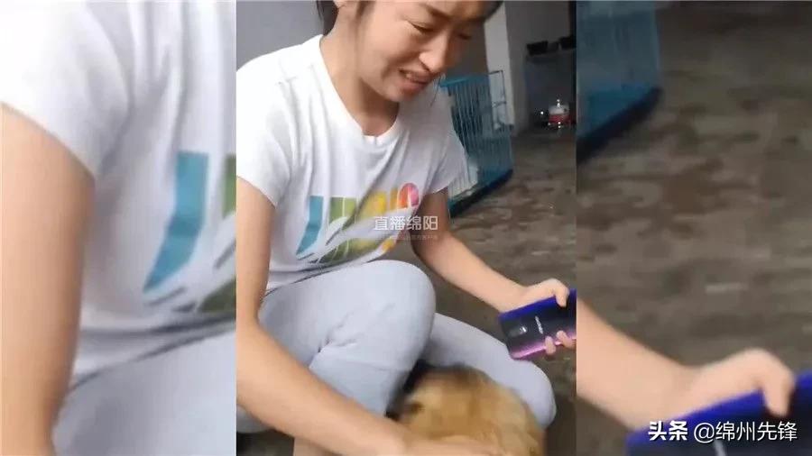 被救下的111条狗狗,一只金毛流浪狗被解救过程
