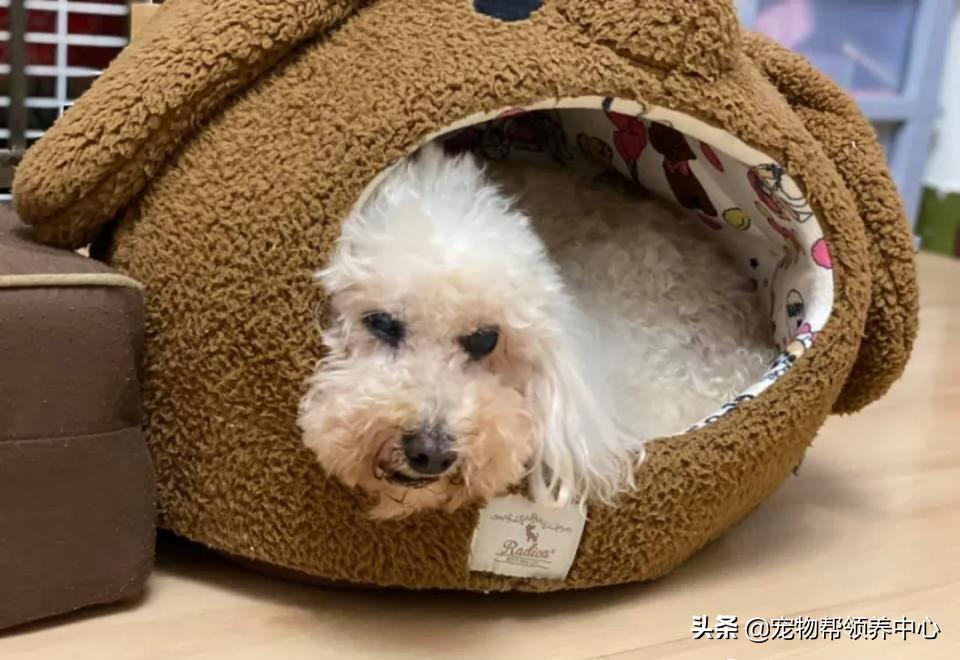 狗狗牙被撞掉吃什么药,狗狗牙被撞松怎么办