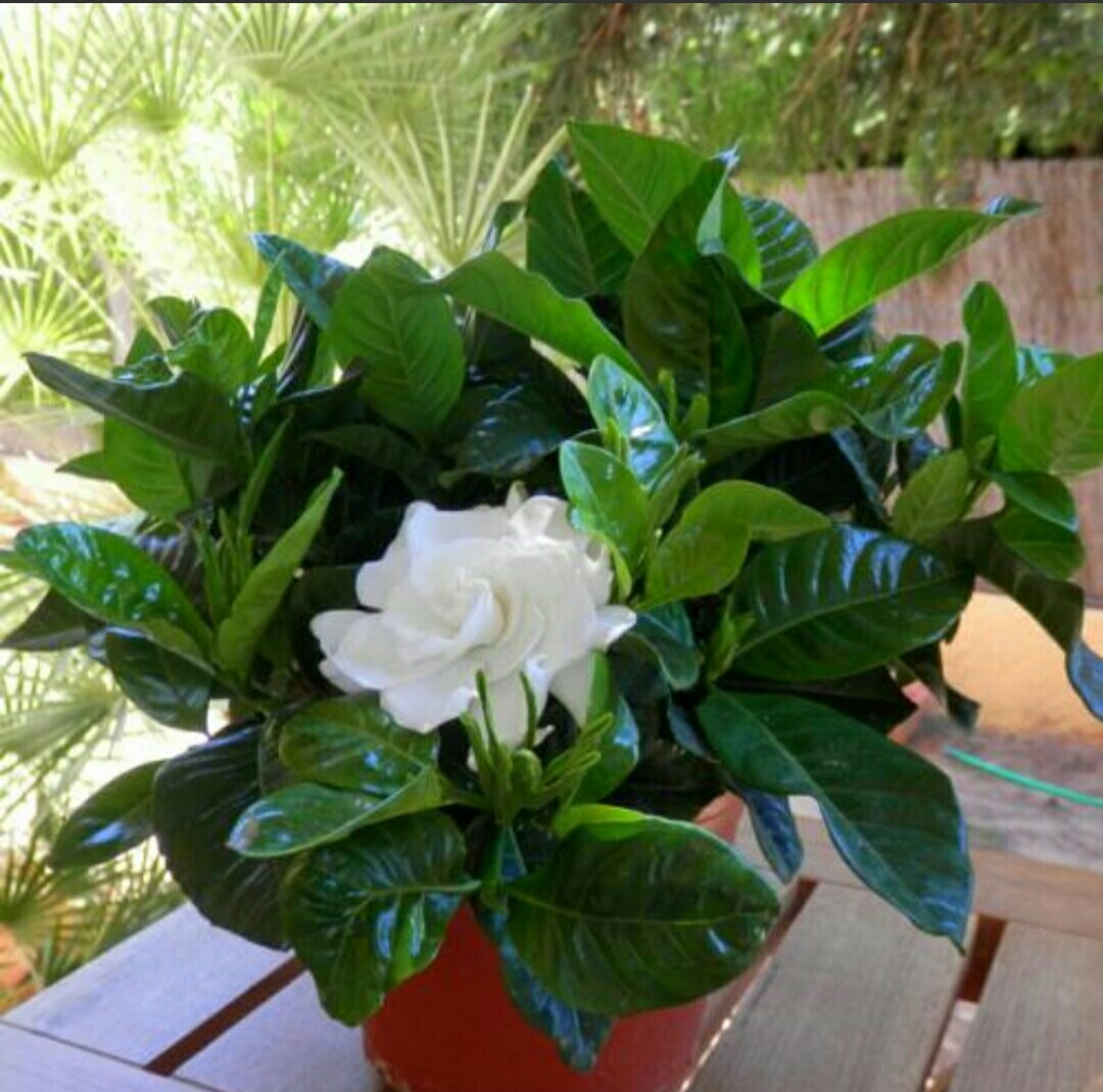 花卉误喷了除草剂怎么补救,花卉药害能自愈吗