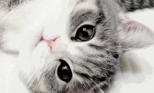 美短虎斑猫咪的品种,美国短毛猫虎斑价格