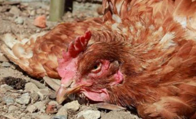 鸡干瘦发烧没精神怎么治疗,夏天鸡发烧吃什么药好得快