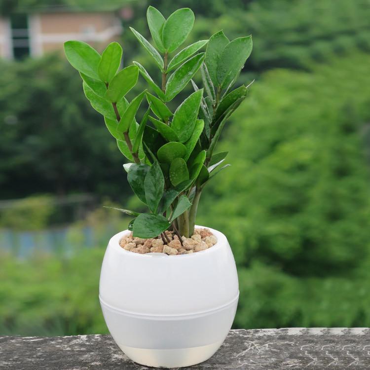 金钱树怎么才能养得又粗又壮,如何养金钱树才能枝繁叶茂