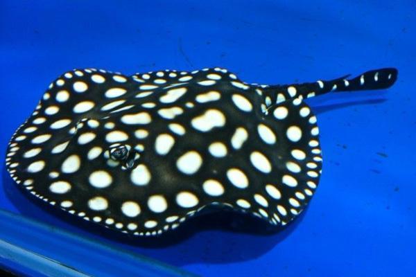 陶瓷环细菌球可以直接放鱼缸里吗,细菌屋陶瓷环直接放鱼缸里可以吗