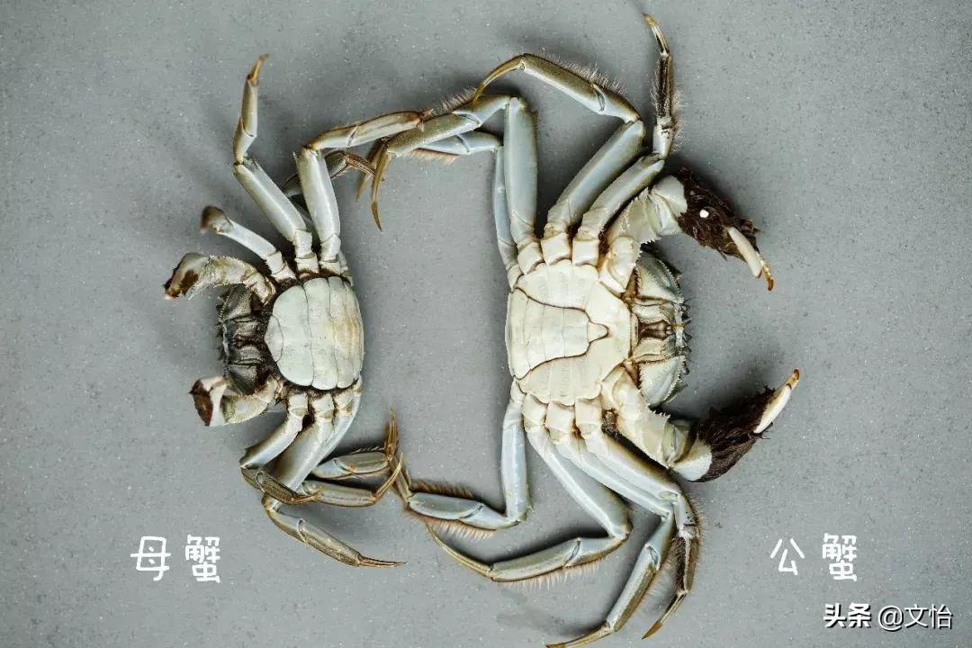 海蟹子干货,河蟹海蟹大闸蟹的区别