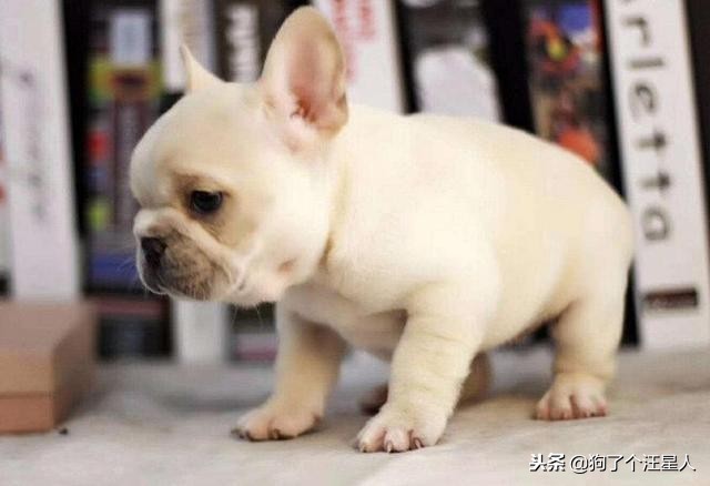 关于法国斗牛犬你不知道的5件事,法国斗牛犬注意事项