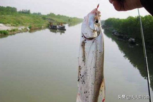 串钩钓鱼技巧详细教程,串钩钓鱼最佳方法和技巧