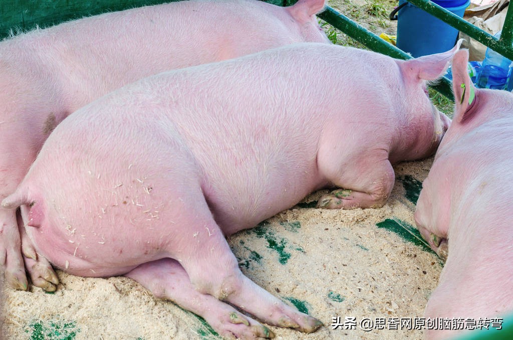 皮球一个大肚皮，生来怪脾气，不打不做声，越打越欢喜（打乐器）