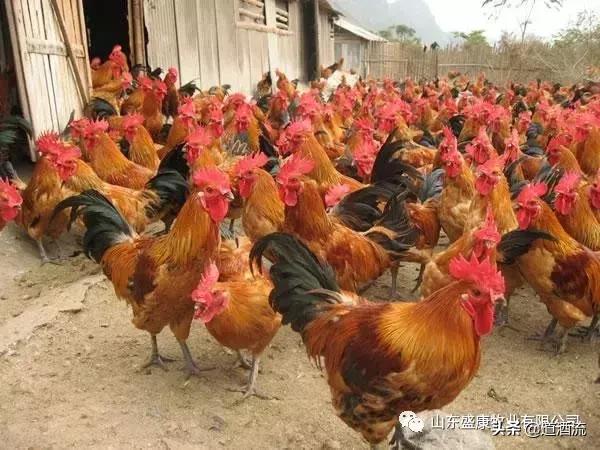 产蛋鸡肝脏破裂出血原因探究,蛋鸡肝脏受损原因