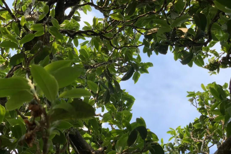 每个山头的普洱茶都有什么区别,最好的普洱茶是哪个山头的