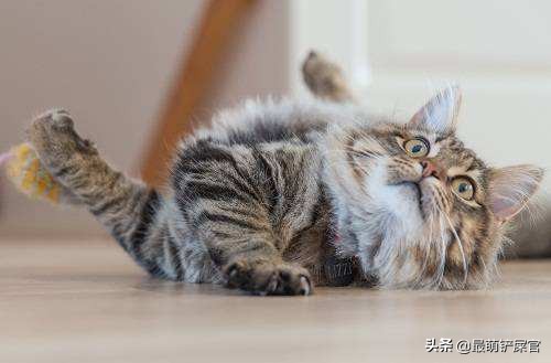 猫咪感觉鼻子不通气要不要吃药,猫咪鼻子有问题会出现什么症状