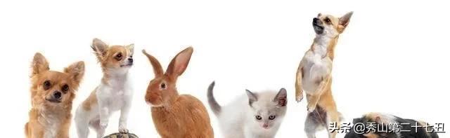 仓鼠最适合新手饲养的排名,仓鼠饲养新手入门教学