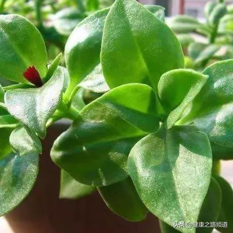 它是家中的天然良药，只要闻一闻大病小病全走光99%的人都不知道