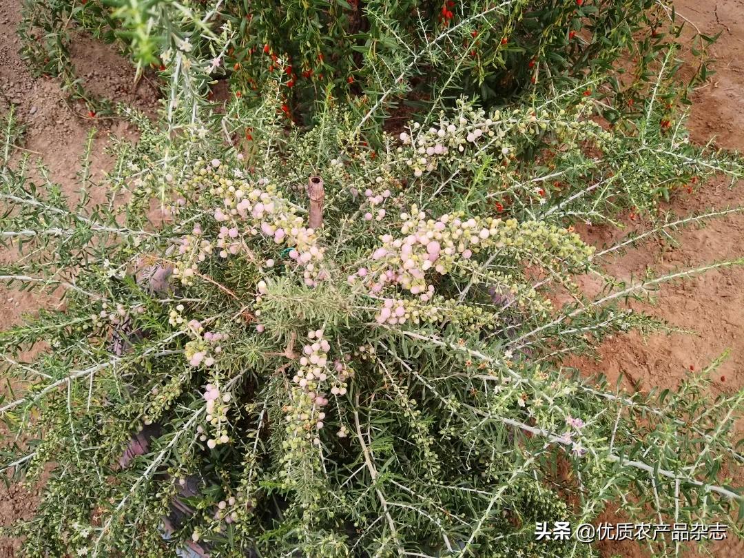 中宁原产地枸杞品质如何,中宁枸杞官方认证品牌