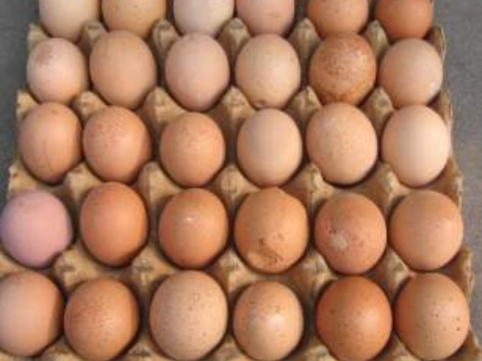 鸭减蛋综合征怎么治疗,减蛋综合症能恢复不