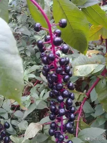 桃金娘的正确使用方法,桃金娘1月份怎么养