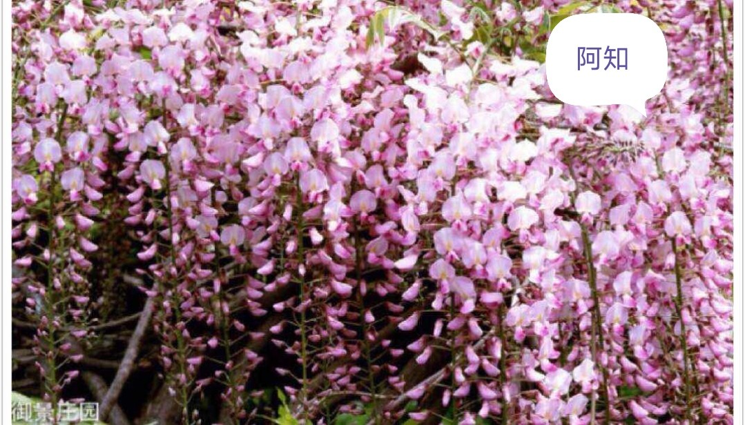 日本姬紫藤最好品种介绍,什么品种的紫藤好养好看