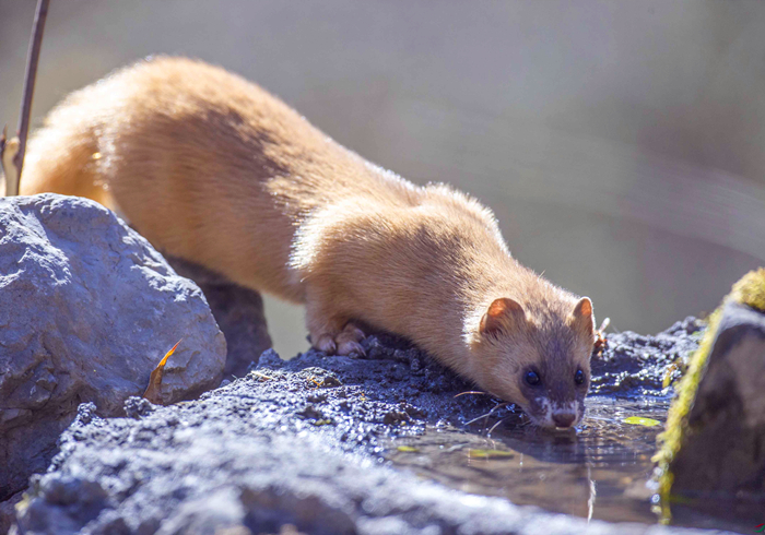 黄鼠狼为什么不怕公鸡,黄鼠狼给鸡拜年不安好心真实的吗