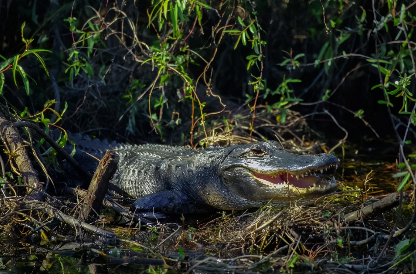 乌龟为什么能活那么多,乌龟为什么能活得那么长时间