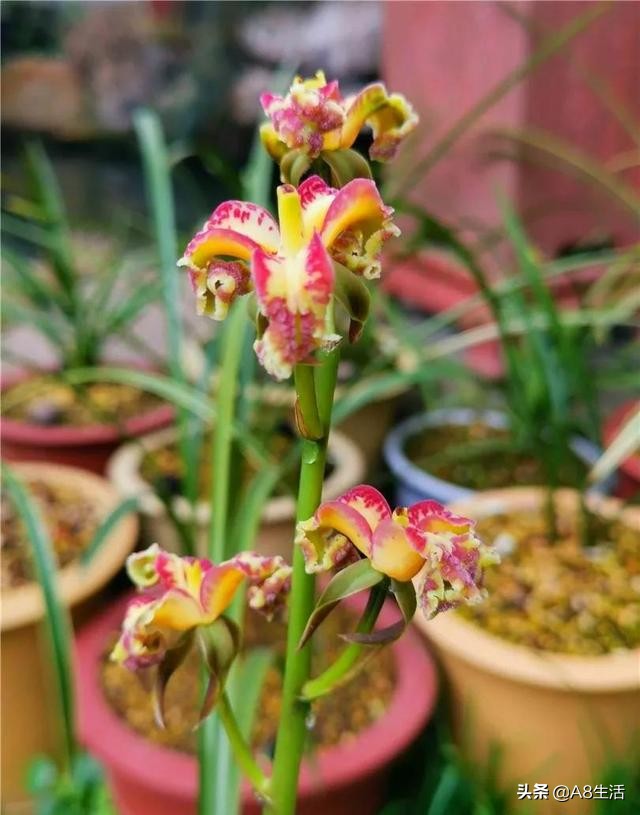 蒙山之春此花浓妆艳抹，彩块鲜红，是养兰人争相收藏的精品