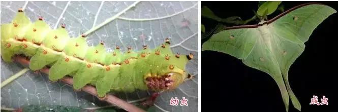 核桃树食叶害虫防治方法,核桃树害虫用什么药治