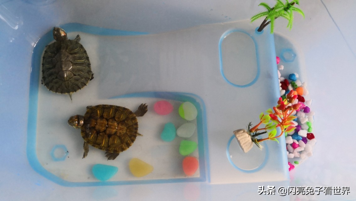 养宠物对老人有好处吗,养宠物对人的好处