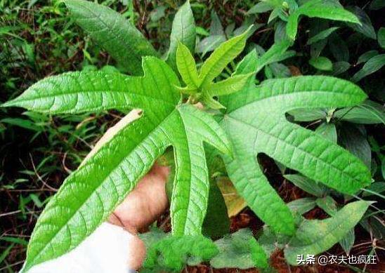 堪称广东的人参,广东人参叫什么