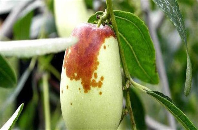 枣树的虫害防治,枣树坐果前打什么药预防虫害