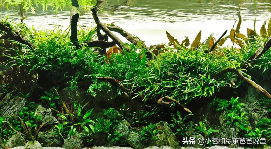 造景鱼缸误区,新手养观赏鱼的误区