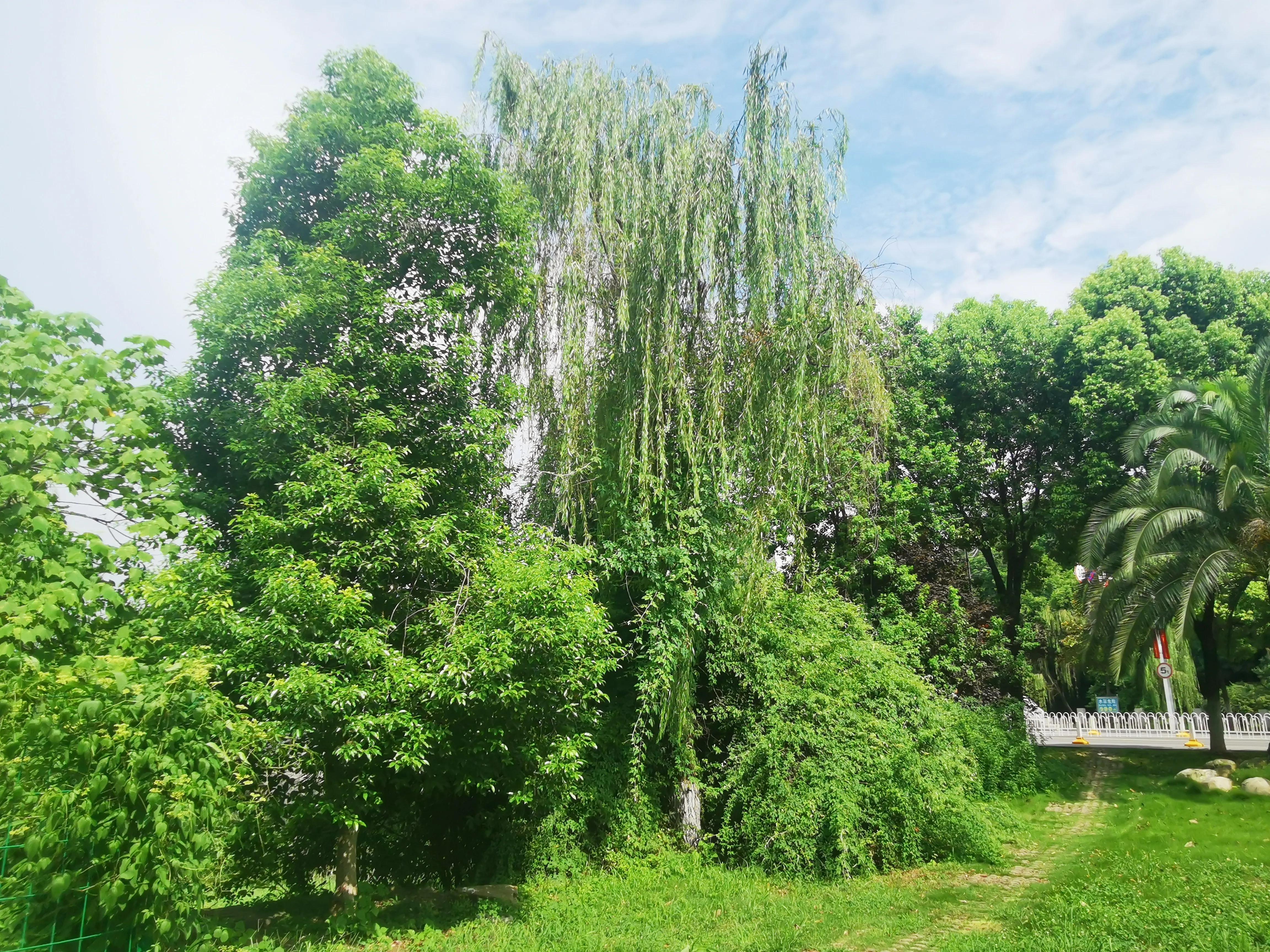武汉最美丽的高校,中国最美大学武汉大学