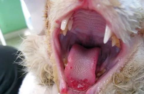 猫鼻支的症状和治疗方法,猫鼻支的症状及治疗方法