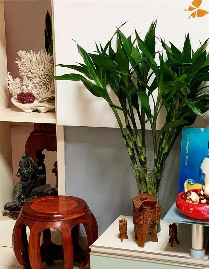 刚买的花，发蔫落苞加黄叶！为什么呢？多半是放错了位置