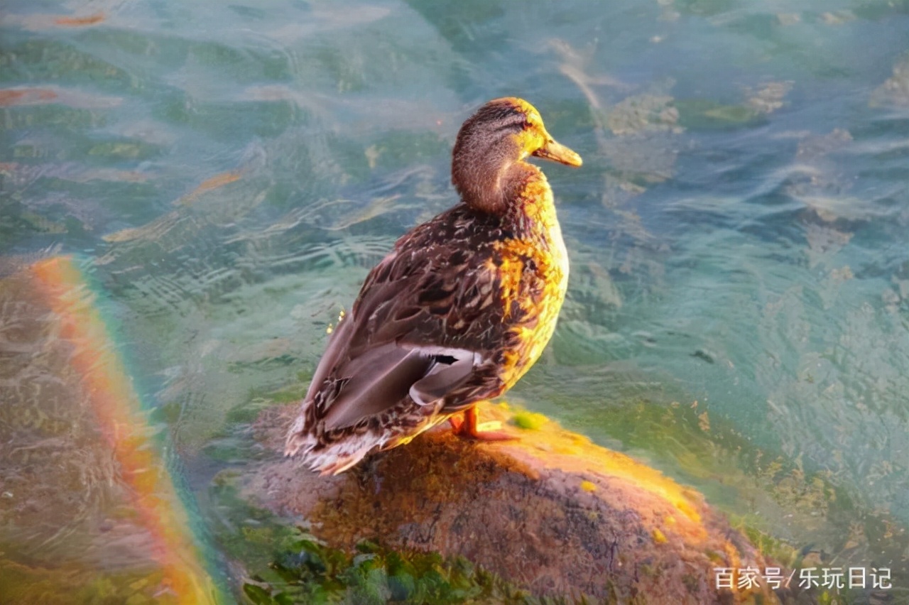 爵士小镇青岛,爵士小镇蒙特勒