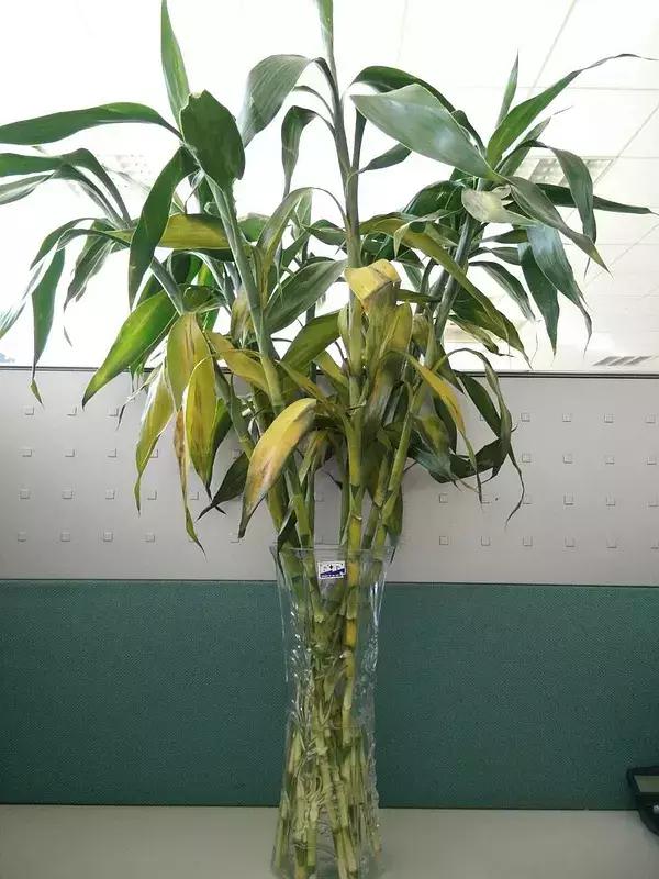 家里养的富贵竹,突然就烂根了,3种正确处理方式,预防烂根